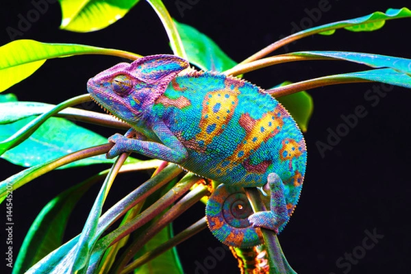 Obraz Jemen Chameleon izolowany na czarnym tle