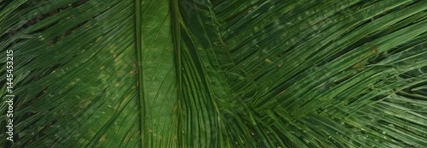 Obraz Intricate veins, vibrant green palm leaf texture ,  tropical,  high resolution