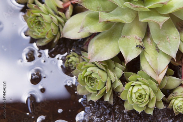 Obraz Pianta grassa e formica