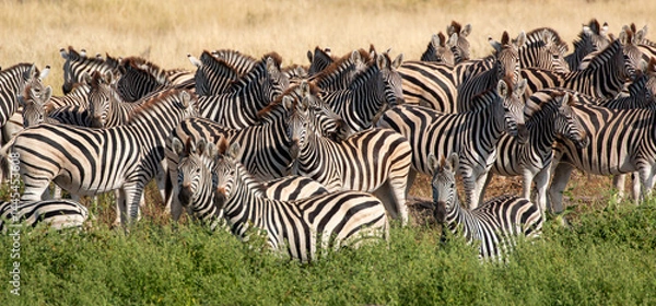 Fototapeta okavango delta: Zebras at Boteti River in the Makgadikgadi Pan national park in Botswana
 