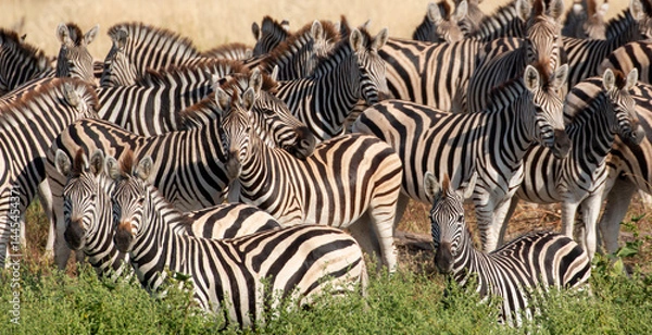 Fototapeta Zebras at Boteti River in the Makgadikgadi Pan national park in Botswana
 