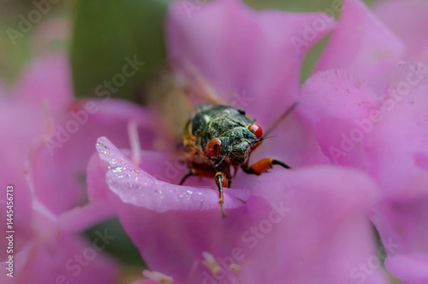 Obraz Brood-X Cicada in the Great Smoky Mountains National Park