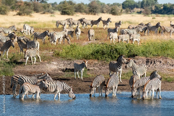 Fototapeta Zebras at Boteti River in the Makgadikgadi Pan national park in Botswana
 