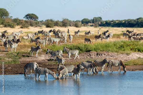 Fototapeta okavango delta: Zebras at Boteti River in the Makgadikgadi Pan national park in Botswana
 