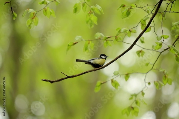 Obraz Forest Pause: Great Tit on a Spring Branch