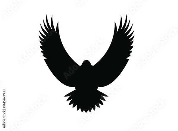 Fototapeta eagle in flight