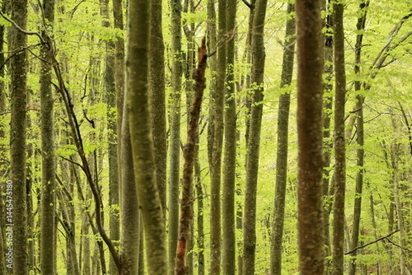 Obraz Silent Order: Spring Beech Forest in Ezcaray