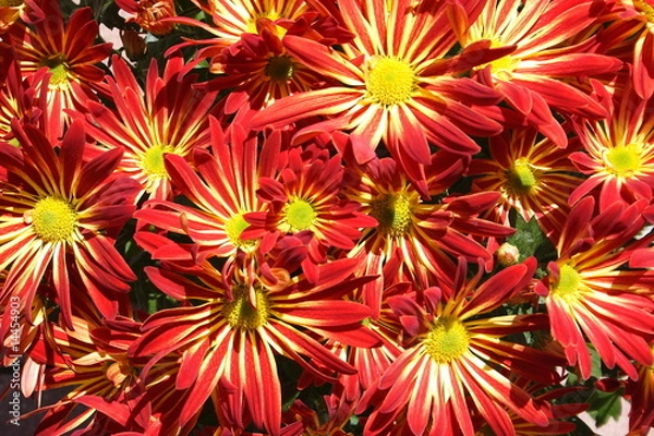 Obraz Chrysanthemen