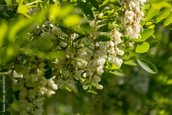 Fototapeta Flowers of white acacia lat. Robinia. close-up. Spring natural background. Collecting blooming flowers for alternative medicine in the month of May. Blooming fragrant tree, delicious acacia honey.