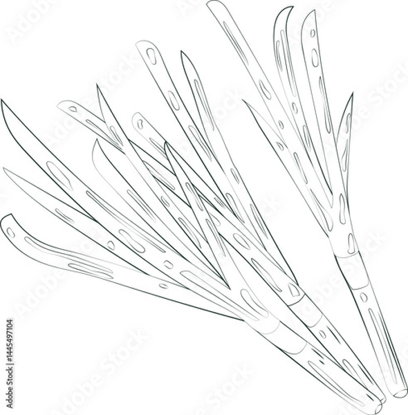 Fototapeta Onion Element Chives Illustration Graphic Element