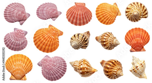 Fototapeta A collection of fifteen seashells with varying colors and shapes displayed on a black background evenly spaced