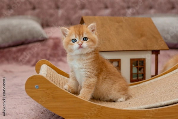 Fototapeta A very cute red fluffy British breed kitten is looking at the camera