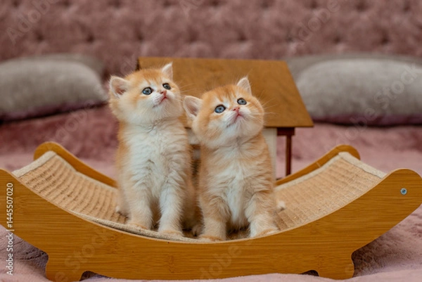 Fototapeta Two very cute red fluffy British breed kittens are looking at the camera