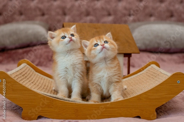 Fototapeta Two very cute red fluffy British breed kittens are looking at the camera