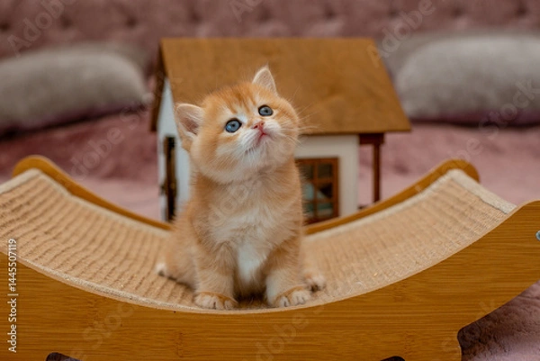 Fototapeta A very cute red fluffy British breed kitten is looking at the camera