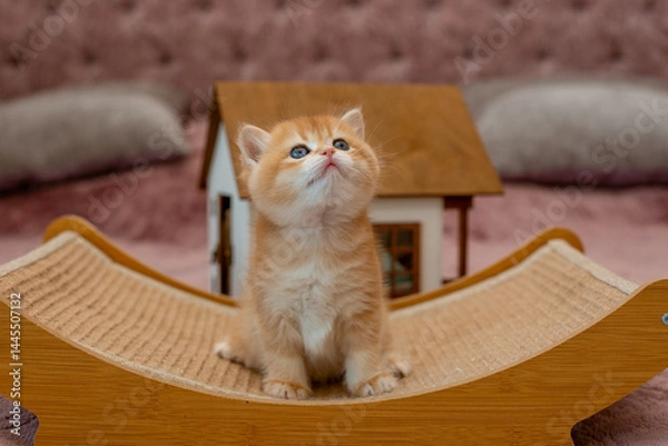 Fototapeta A very cute red fluffy British breed kitten is looking at the camera