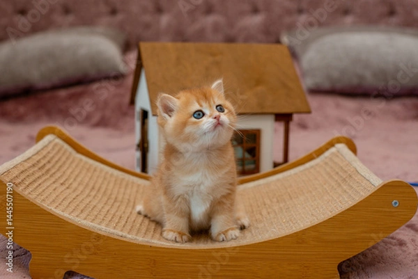 Fototapeta A very cute red fluffy British breed kitten is looking at the camera