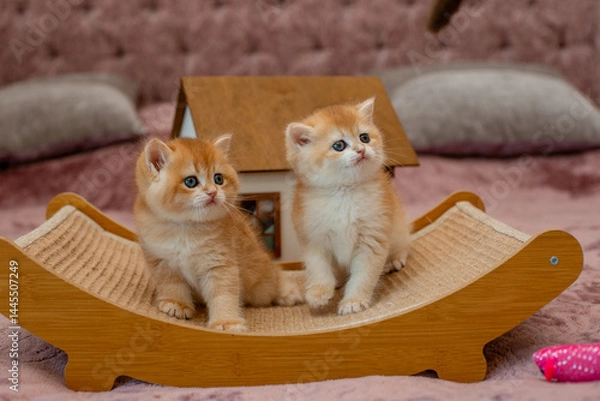 Fototapeta Two very cute red fluffy British breed kittens are looking at the camera