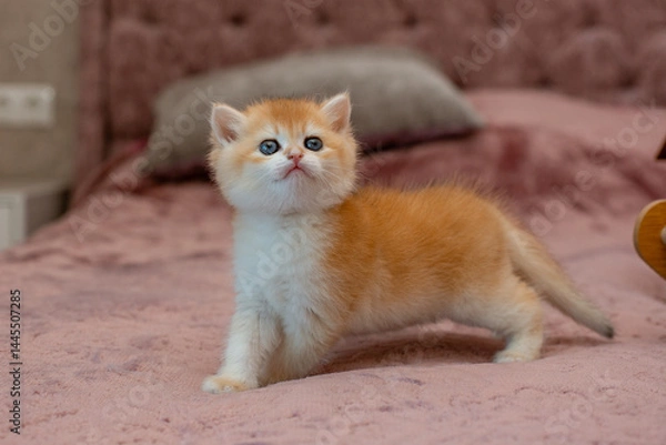 Fototapeta A very cute red fluffy British breed kitten is looking at the camera