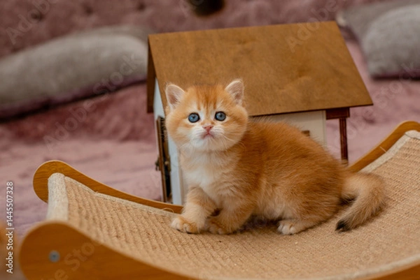 Fototapeta A very cute red fluffy British breed kitten is looking at the camera
