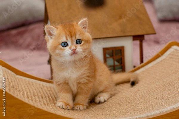 Fototapeta A very cute red fluffy British breed kitten is looking at the camera