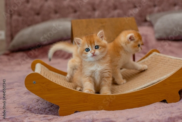Fototapeta A very cute red fluffy British breed kitten is looking at the camera