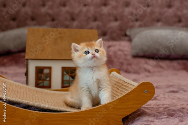 Fototapeta A very cute red fluffy British breed kitten is looking at the camera