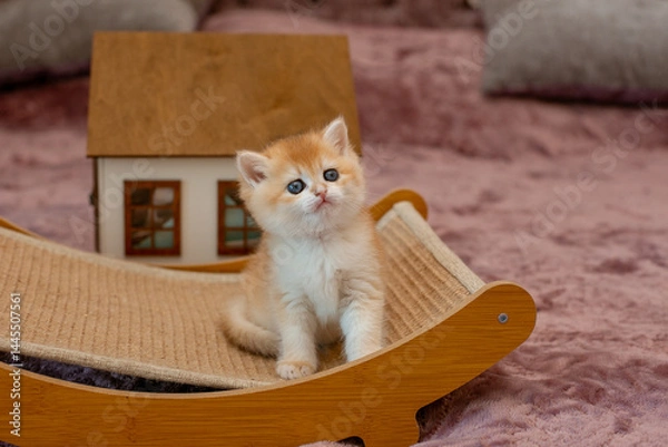 Fototapeta A very cute red fluffy British breed kitten is looking at the camera