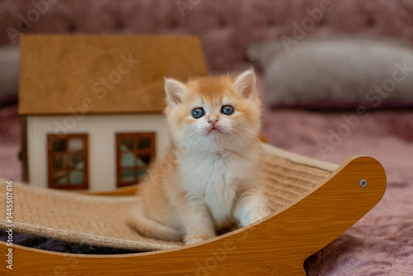 Fototapeta A very cute red fluffy British breed kitten is looking at the camera