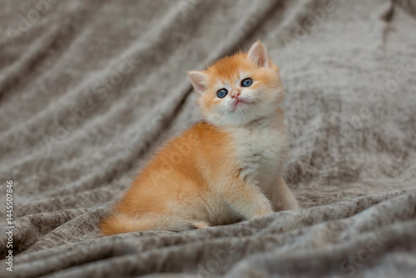Fototapeta A very cute red fluffy British breed kitten on a grey background