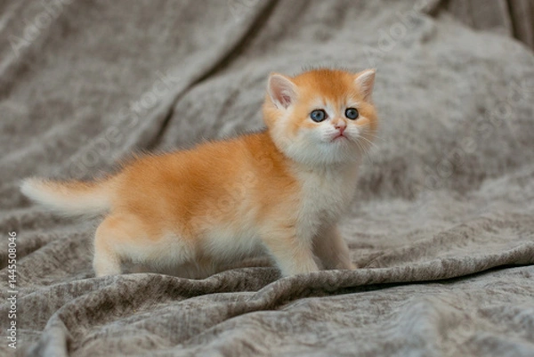 Fototapeta A very cute red fluffy British breed kitten on a grey background
