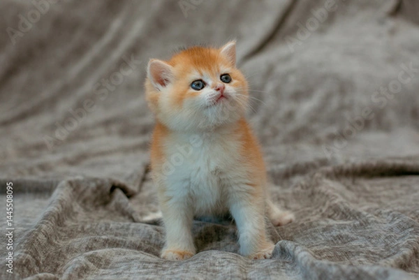 Fototapeta A very cute red fluffy British breed kitten on a grey background