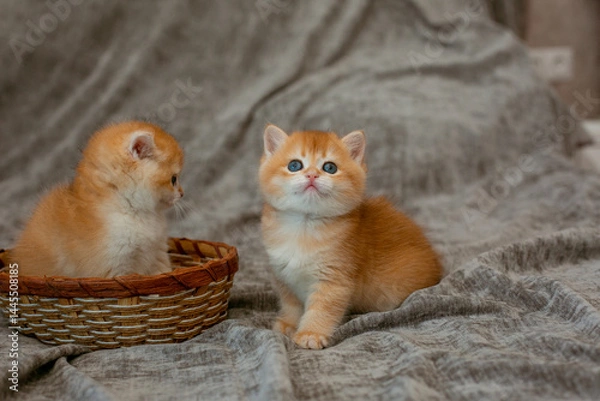 Fototapeta cute little red-haired British kitten in a basket
