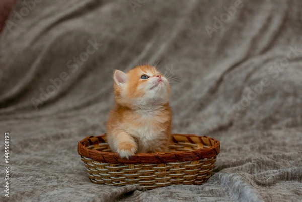 Fototapeta cute little red-haired British kitten in a basket