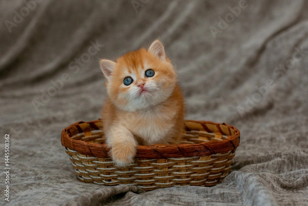 Fototapeta cute little red-haired British kitten in a basket