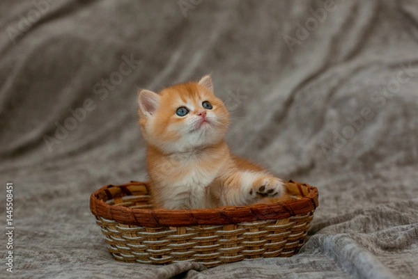 Fototapeta cute little red-haired British kitten in a basket