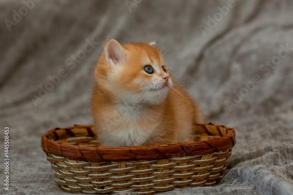 Fototapeta cute little red-haired British kitten in a basket