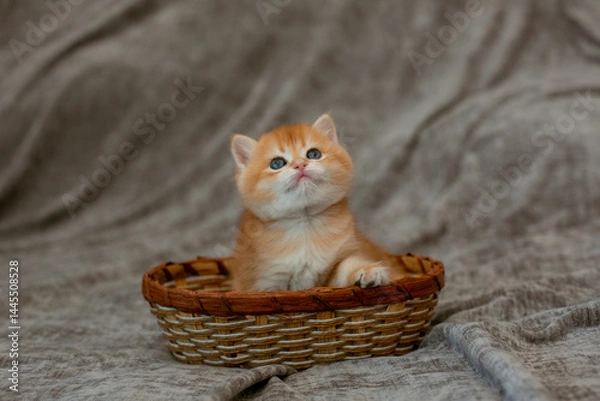 Fototapeta cute little red-haired British kitten in a basket