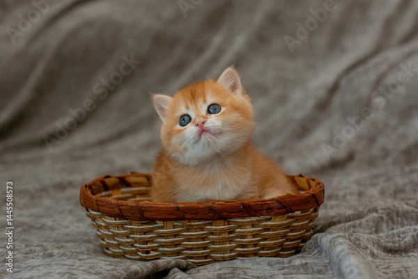 Fototapeta cute little red-haired British kitten in a basket