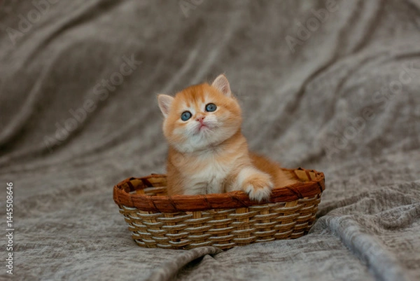 Fototapeta cute little red-haired British kitten in a basket
