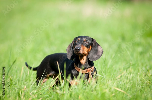 Obraz Dachshund portrait in green grass