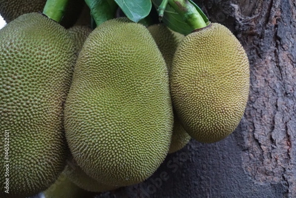 Fototapeta Closeup shot of unripe hanging jackfruits, A bunch of green jackfruits hanging on a tree, Organic jackfruit farming on a rural farm