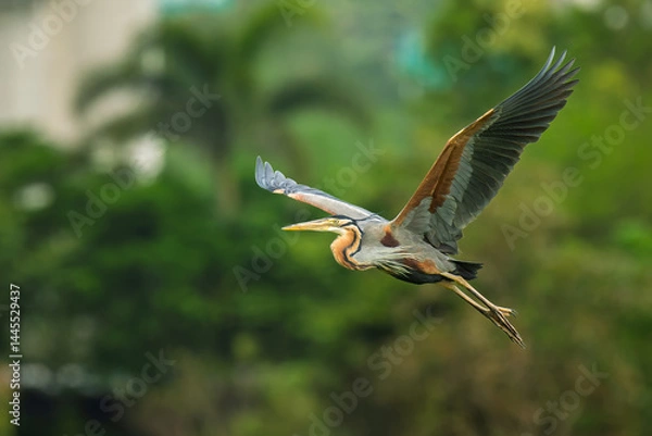 Fototapeta Purple heron in flight with a green background of trees