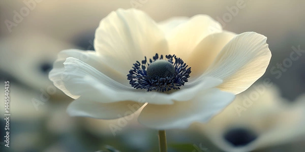 Fototapeta  Elegant White Anemone Flower in Bloom | Spring Floral Close-Up, Close-Up of Delicate White Anemone Flower with Blue Center 