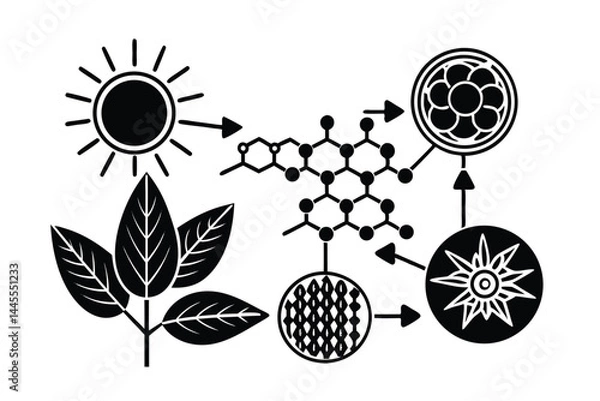 Fototapeta Photosynthesis Overview: Light, Water, CO₂ to Glucose and Oxygen