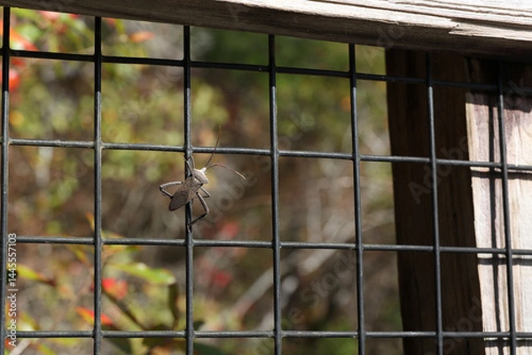 Fototapeta Giant Leaf-Footed Bug
