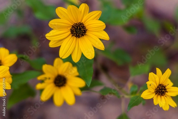 Fototapeta Dune Sunflowers