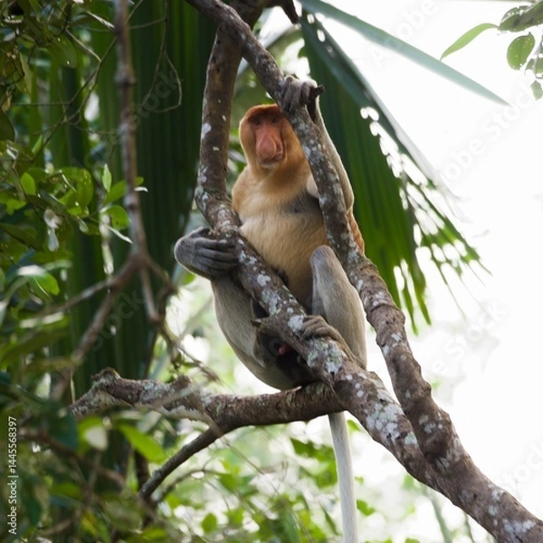 Obraz proboscis monkey Kalimantan Borneo