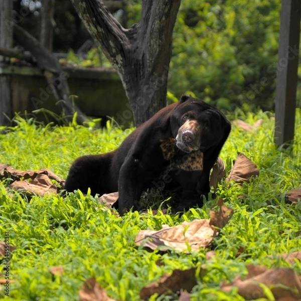 Obraz sun bear Kalimantan Borneo