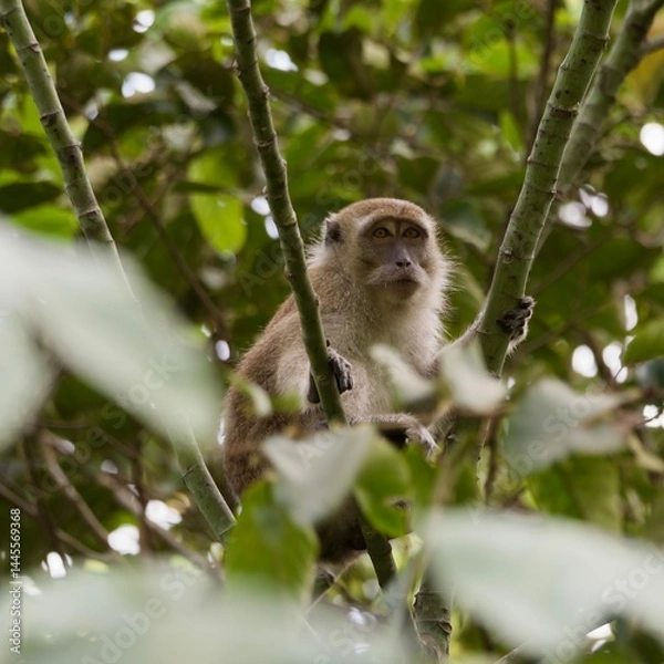 Obraz Macaco Kalimantan Borneo